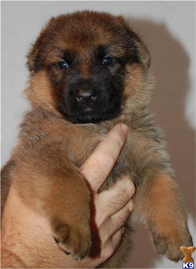 Sable Female European Working Lines